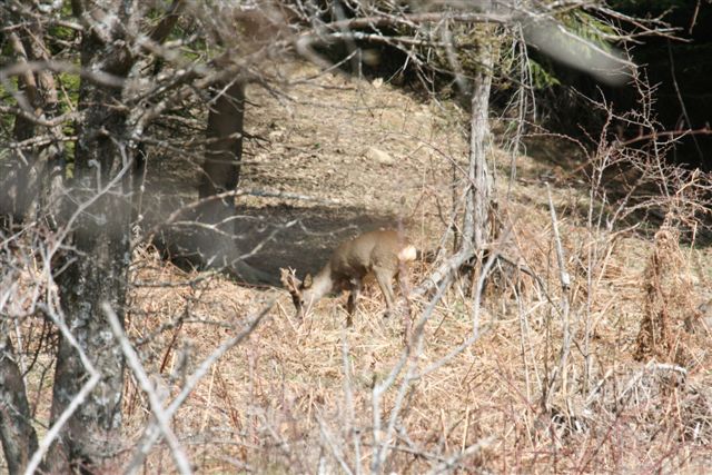 Il Capriolo